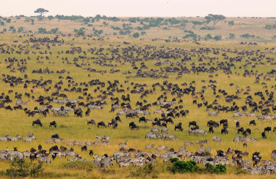 سفری به کنیا در قاره آفریقا - حیات وحش